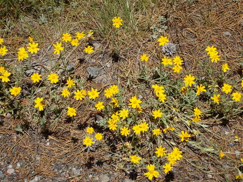 GDMBR: Yellow Daisies.